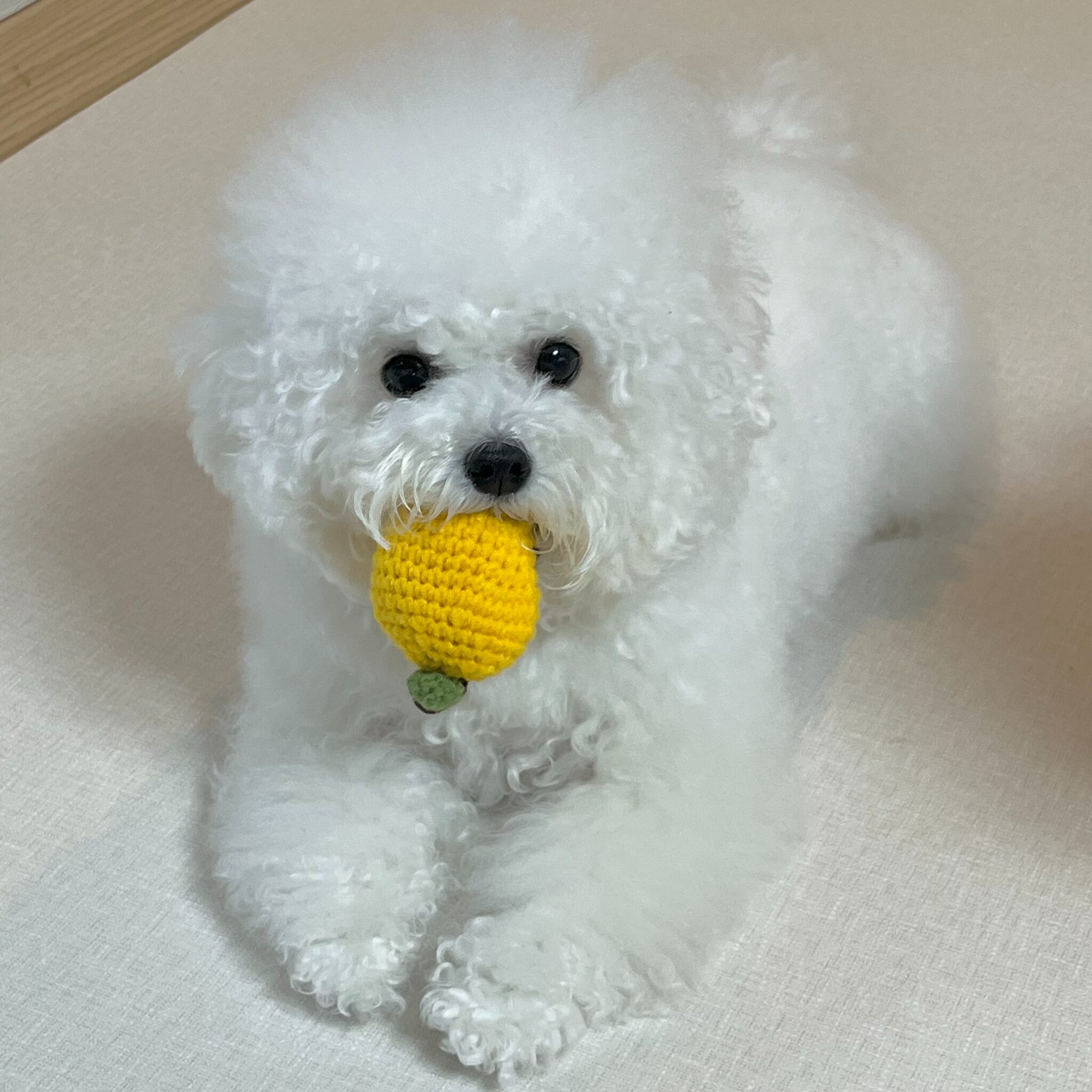 [핸드메이드] 반려동물 선물세트 강아지 고양이 뜨개장난감 2종세트, 1세트, 혼합 상세 이미지 1