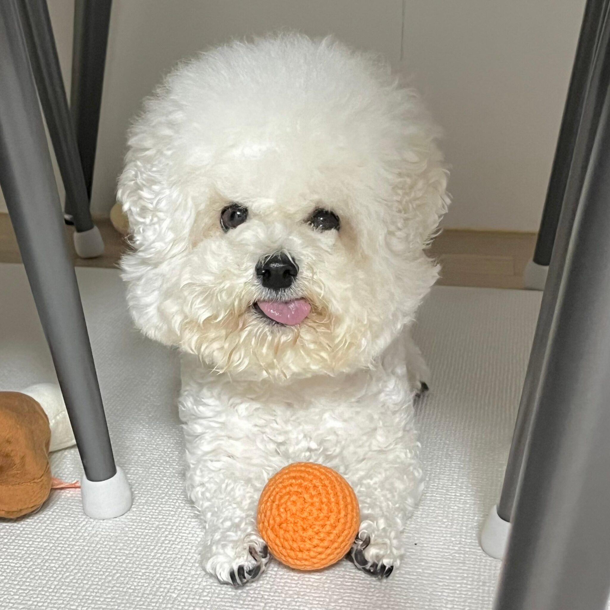 [핸드메이드] 반려동물 선물세트 강아지 고양이 뜨개장난감 2종세트, 1세트, 혼합 상세 이미지 1