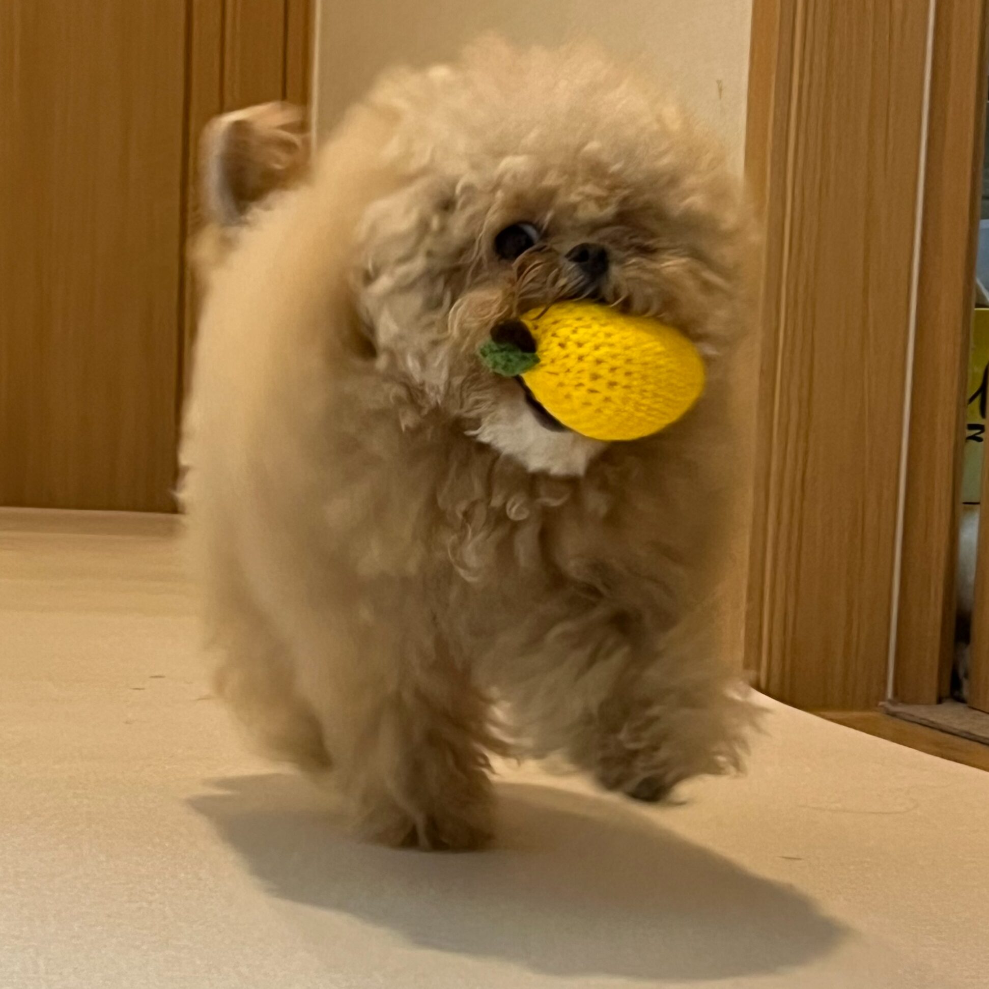 [핸드메이드] 반려동물 선물세트 강아지 고양이 뜨개장난감 2종세트, 1세트, 혼합 상세 이미지 2
